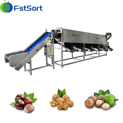 Avanse Chestnut Netwayaj Siye Triye